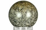 Fossil Crinoid Stems In Marble Sphere #311581-1